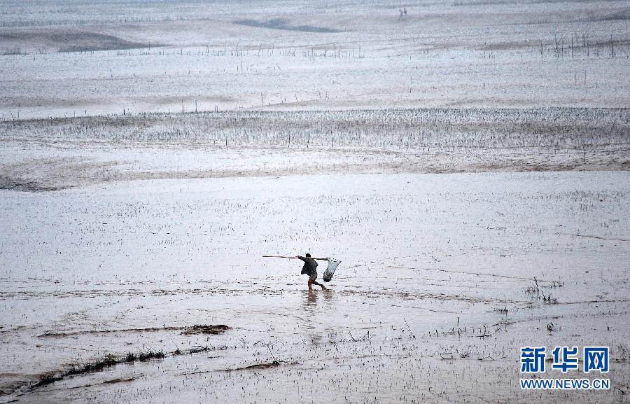 7月6日,在山西省平陆县黄河岸边,一名男子扛着渔具去捞取黄河“流鱼”。