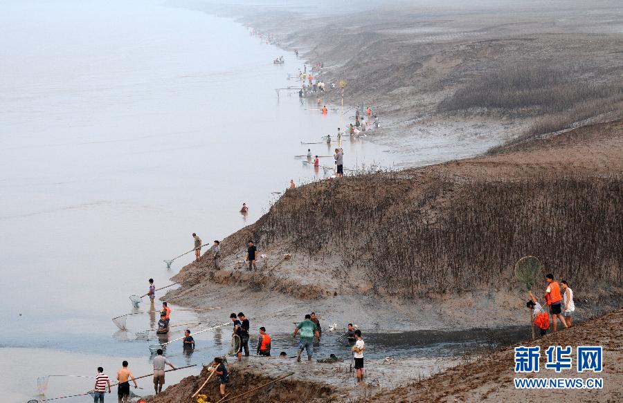  7月6日,在山西省平陆县黄河岸边,人们在捕捞黄河“流鱼”。