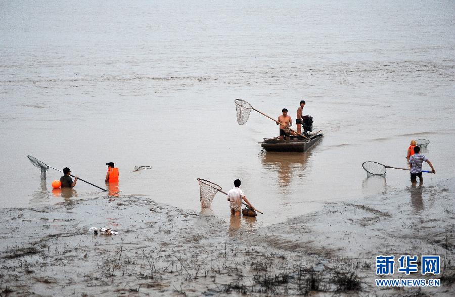 7月6日,在山西省平陆县黄河河道内,人们在捕捞黄河“流鱼”。