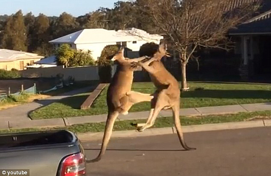 澳大利亚袋鼠当街“斗殴” 腾空跃起狂踢对方