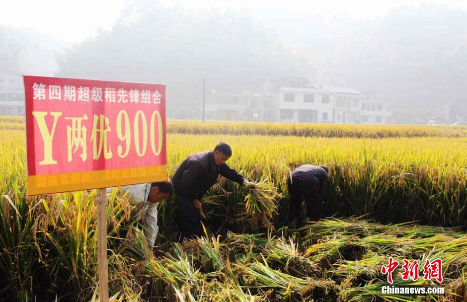 中国超级稻四期亩产突破1000公斤 再创世界纪录