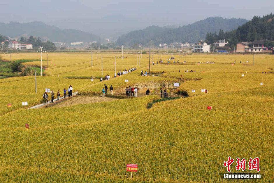 中国超级稻四期亩产突破1000公斤 再创世界纪录