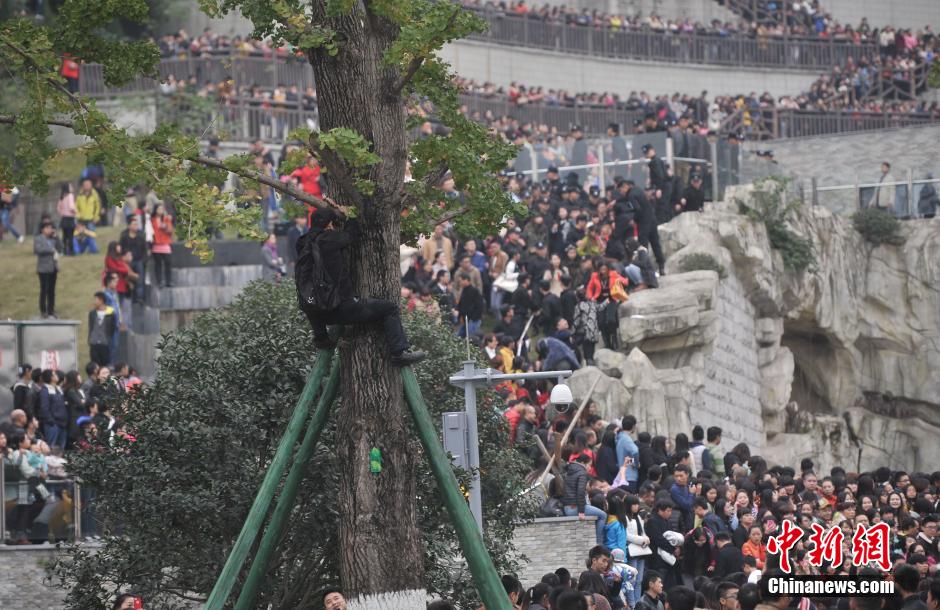 重庆一市民为占据有利位置，爬上银杏树观看自己喜欢的明星。