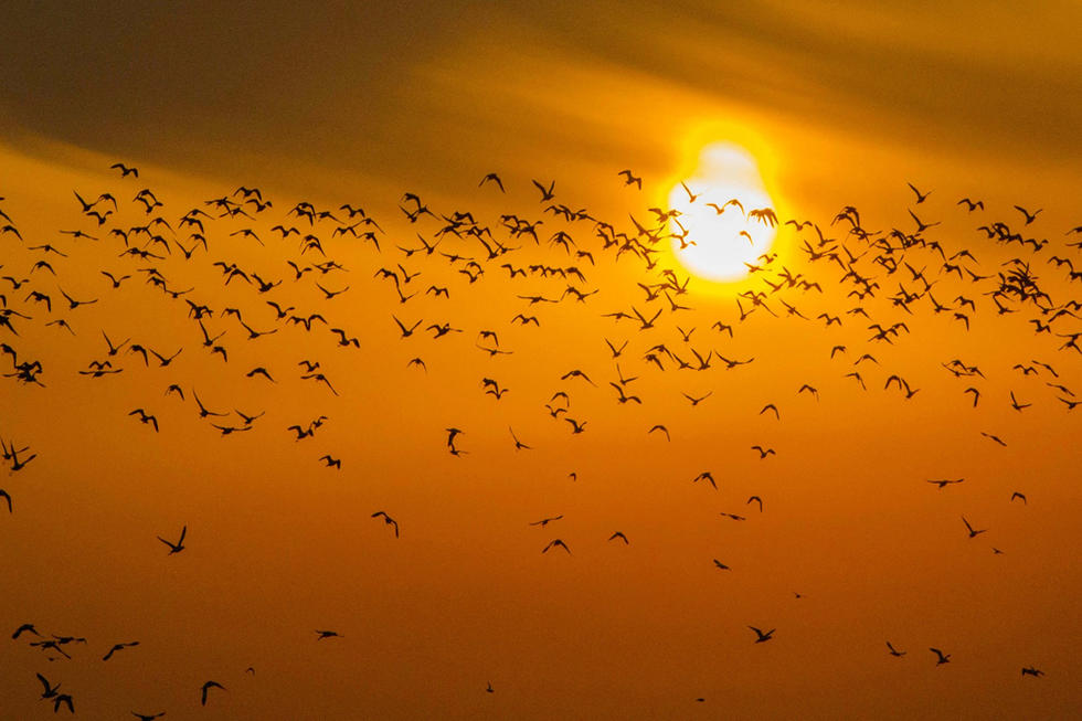 2014年12月6日，江苏省连云港市赣榆区沿海上空上演“群鸟逐日”景观。