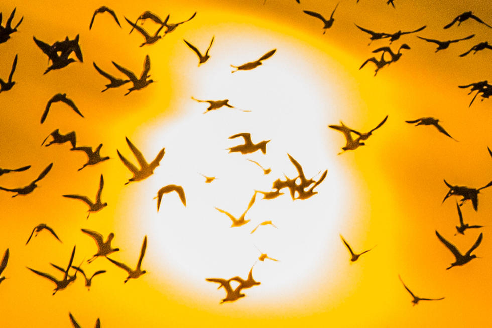 江苏省连云港市赣榆区上空出现火烧云景观，成群海鸟迎着霞光在天空中翩跹起舞，场面蔚为壮观。