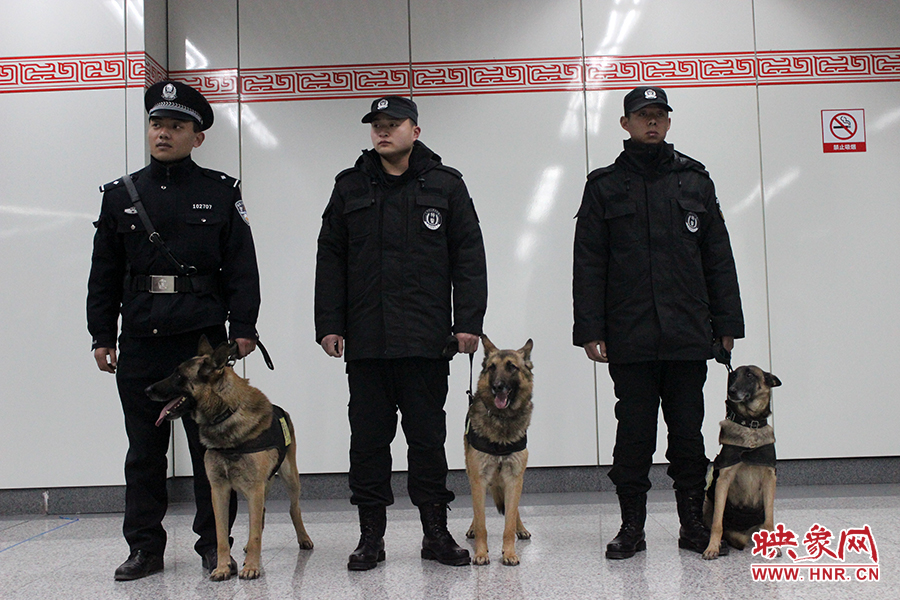 参与演练的警犬和特警