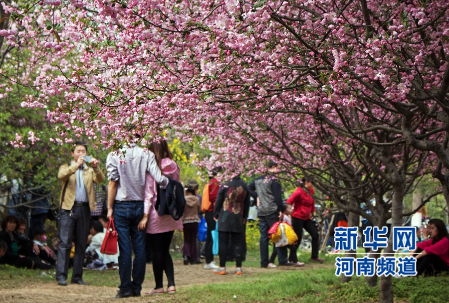 新郑大满园樱花醉游人 市民学生流连忘返