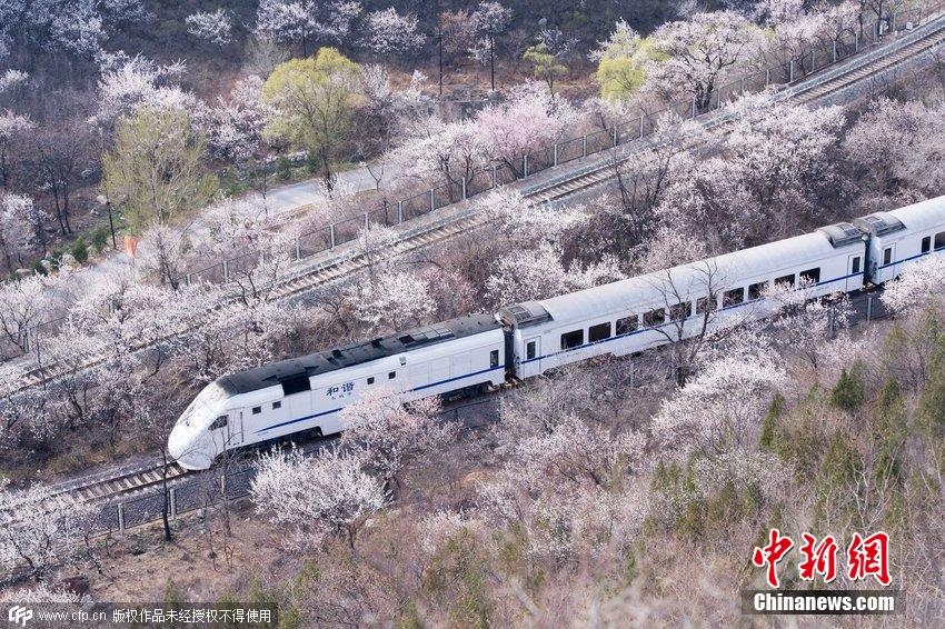 和谐号列车穿越居庸关花海 被赞开往春天的列车