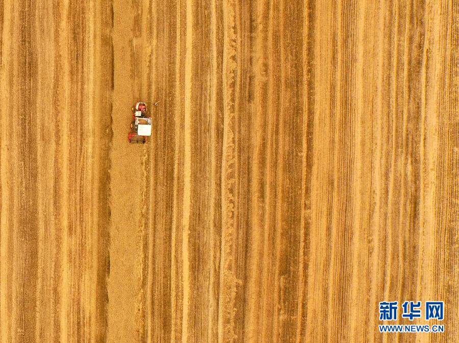 这是5月28日在河南省南阳市唐河县甘河湾村航拍的麦收现场。