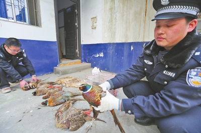 许昌市森林公安局直属派出所查获的野鸡。