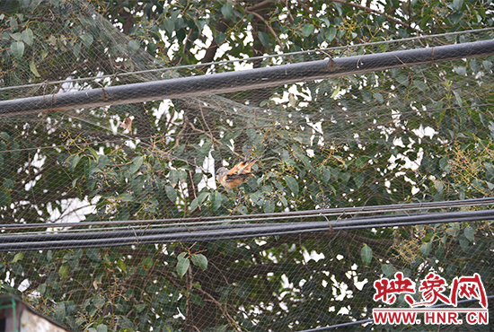 发现有人墙上张网捕鸟，巡防队员拆除粘鸟网。