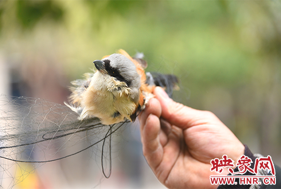 发现有人墙上张网捕鸟，巡防队员拆除粘鸟网。