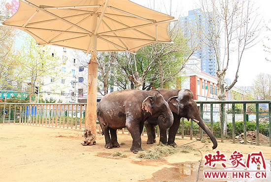 亚洲象“情侣”入住郑州动物园 清明小长假与游客见面