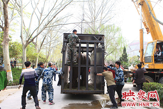 亚洲象“情侣”入住郑州动物园 清明小长假与游客见面