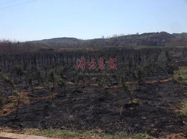 济源一村民上坟烧纸引发火灾 种植地被烧成黑土地