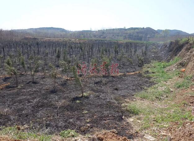 济源一村民上坟烧纸引发火灾 种植地被烧成黑土地