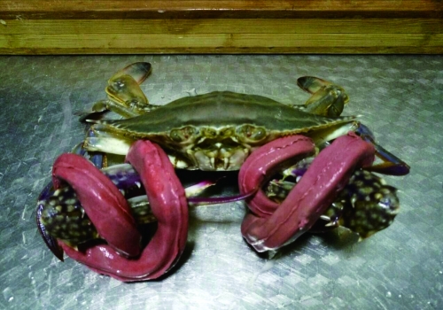 郑州市民买两斤多螃蟹一斤多是绳子 绳子花费73元