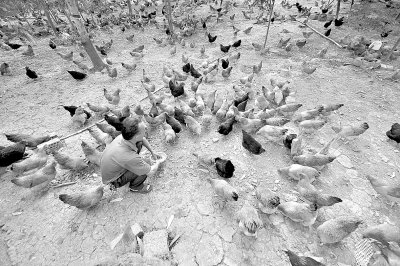 媒体称受H7N9影响家禽养殖业损失已超400亿元