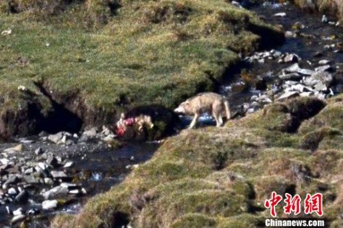 新疆南部草原野狼频繁出没 数千牲畜葬身狼腹