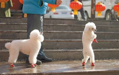 2013年2月1日,红莲广场上,一位狗主人牵着两只小狗散步。未来小狗出行有望佩戴“免疫证”。新京报记者 薛珺 摄