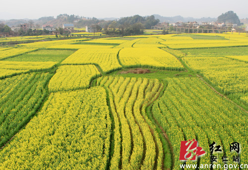 渡口油菜花基地