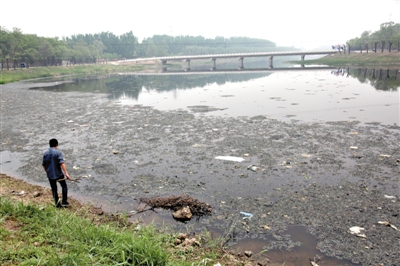 南沙河中漂浮着大量生活垃圾和腐烂水草等物，岸边出现大量死鱼。新京报记者郭铁流摄