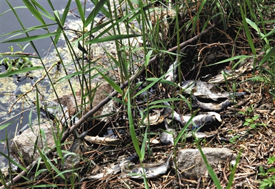 南沙河中漂浮着大量生活垃圾和腐烂水草等物，岸边出现大量死鱼。新京报记者郭铁流摄