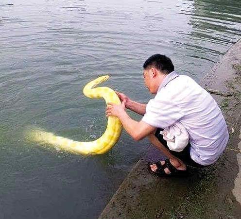 “遛蛇哥”带着黄金蟒在公园洗澡