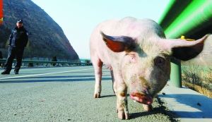 种猪在高速路上溜达。