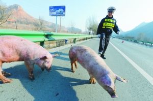 交警帮忙赶猪。本报首席记者 裴强 摄