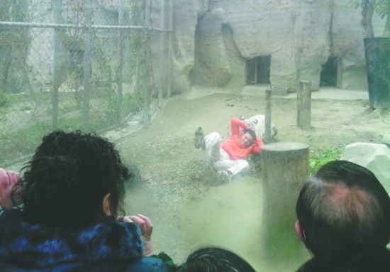 昨日，成都动物园，男子进入白虎活动区后被白虎拖行。动物园出动50多人成功营救下他