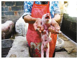 长8条腿的猪 南川畜牧兽医渔业局供图