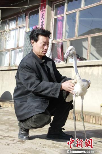蔚县大酒务头村魏姓村民在自家院中发现了火烈鸟。 杨林 摄