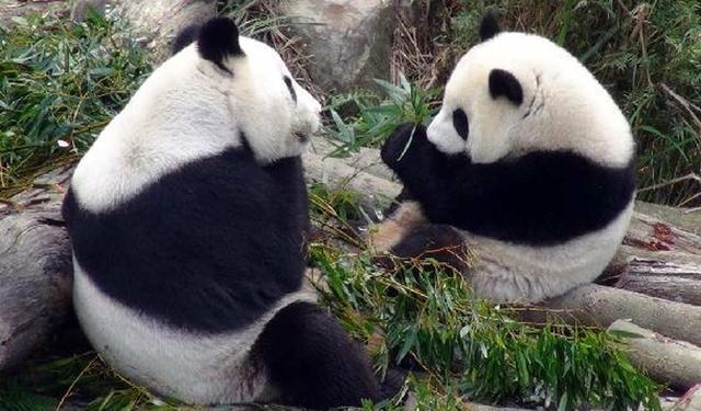 熊猫“圆仔”因父母进入发情期 独挑大梁见客