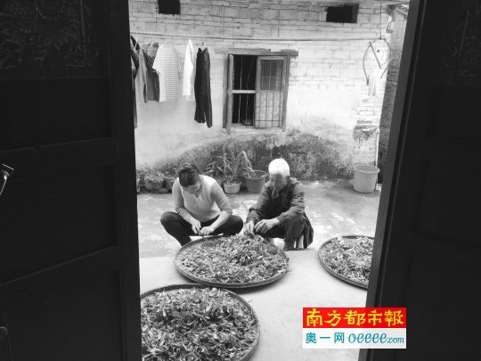 越南新娘黄中田和她的丈夫莫德元在屋门前分拣自家种植的茶叶。