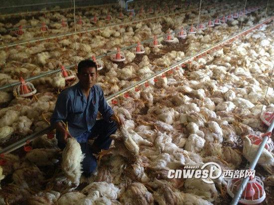 5月9日，宝鸡市高新区钓渭镇疙瘩沟村一养鸡场因为遭遇突然停电导致7000多只白羽鸡因高温缺氧死亡。