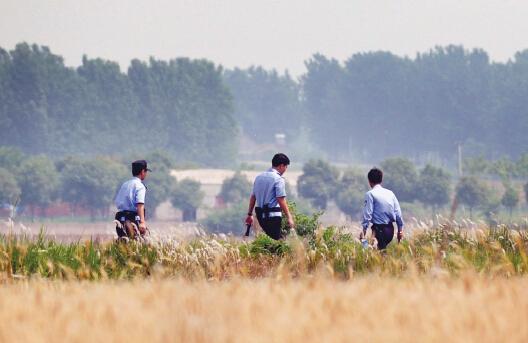 昨日上午，合肥长丰县双墩镇，民警分成小队在案发村庄附近麦田搜捕嫌犯。记者刘玉才/摄