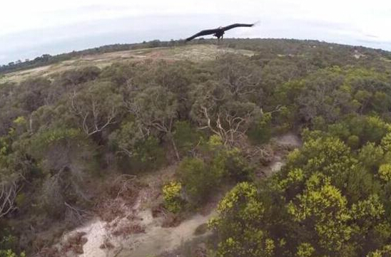 澳洲一小型无人机被老鹰当食物“击落”