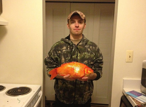 美国男子钓上一巨型金鱼重近3斤长38厘米（图）