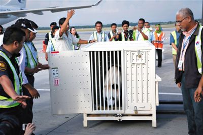 中国熊猫抵达马来西亚 当地耗巨资建熊猫馆(图)