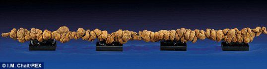 世界最长恐龙粪便化石将拍卖长1米令人称奇