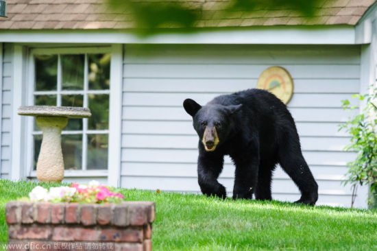 　黑熊闯进人类花园