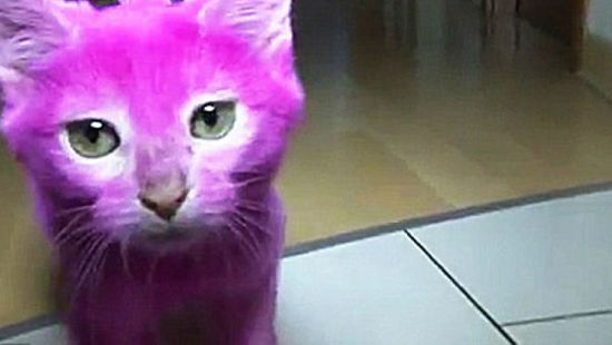 俄罗斯一只猫咪被主人涂成粉色中毒死亡(网页截图)