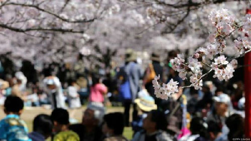 赏樱季节是带动4月份旅客数字的因数。（图片来源：英国广播公司网站）