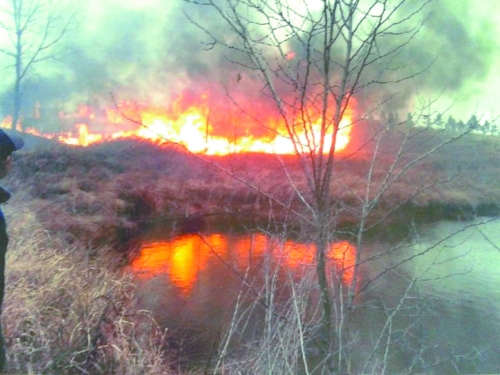 信阳一地税局工作人员为拍照取乐焚烧树苗引大火