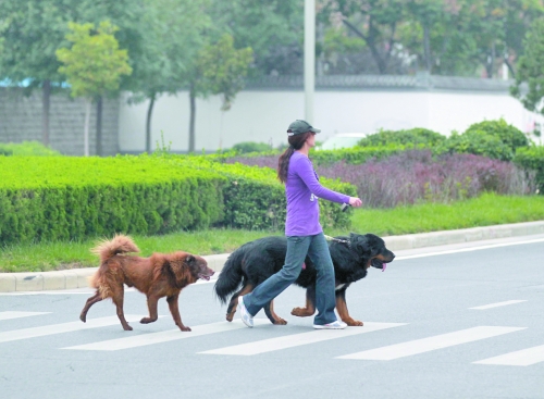 市区内随处可见的大型犬