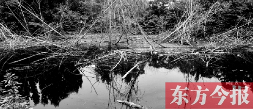7月22日，郑州市西四环与化工路附近的索须河岸边，近千棵杨树泡在污水中死去。