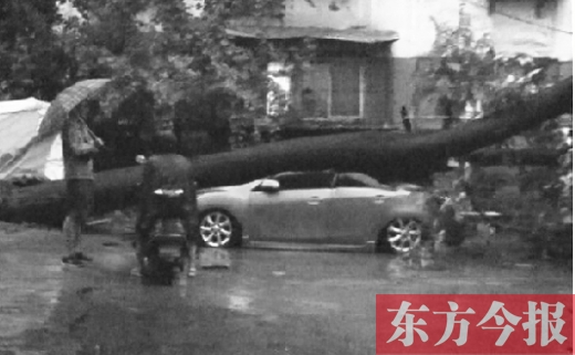 老树砸扁新车。