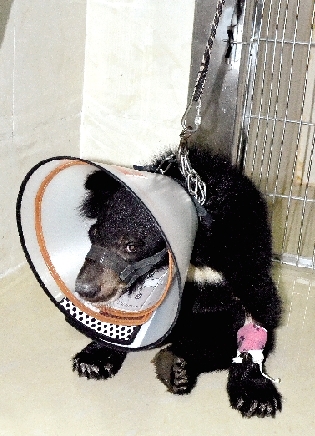 做手术前,狗熊可怜巴巴地坐在墙角。
