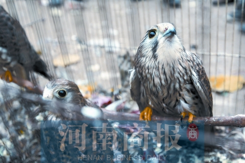 郑州女子贩鹰被查 举报邻居是“贩鹰大户”遭对方回击